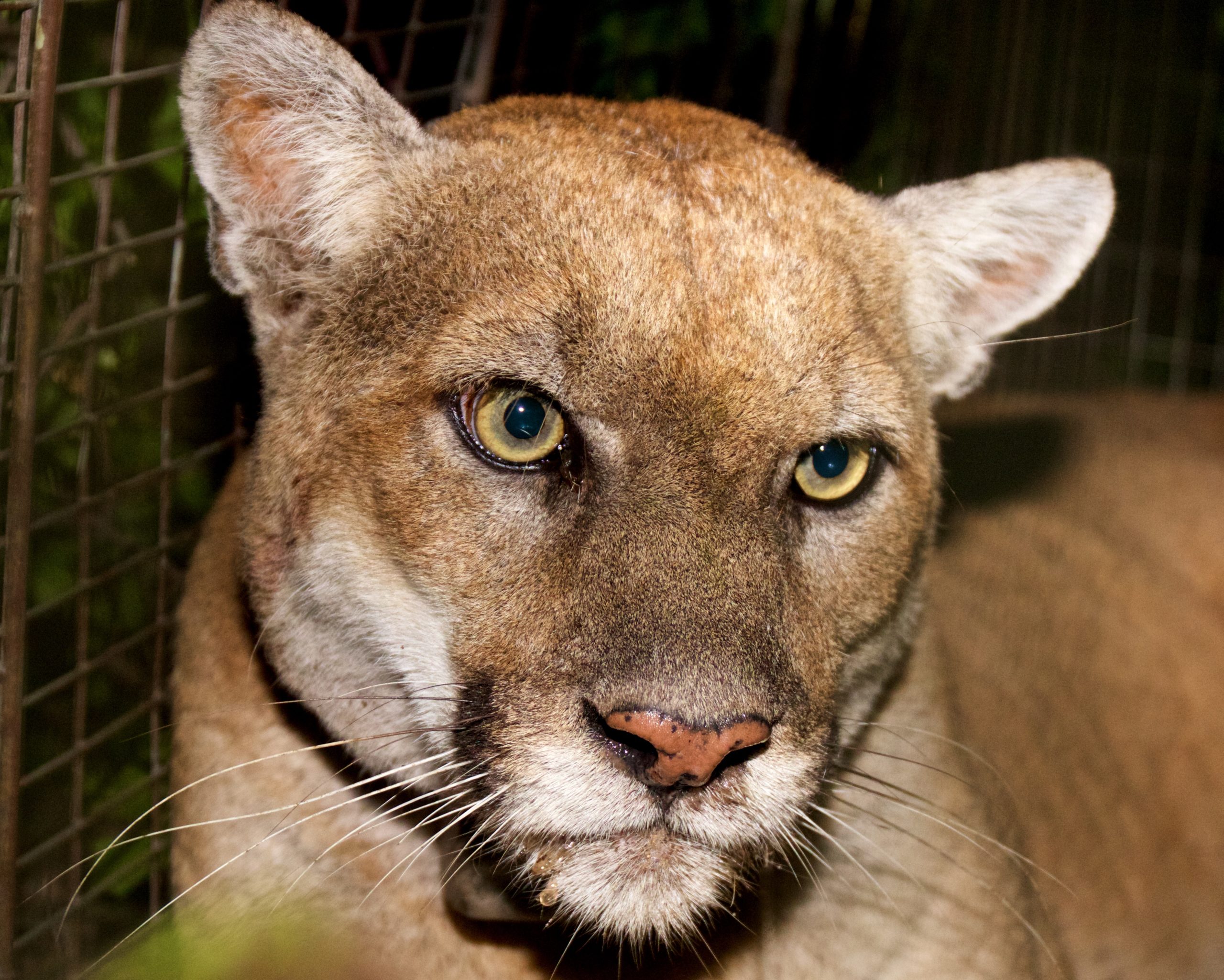 Closeup of P-22, a mountain lion that lived in Griffith Park in the middle of Los Angeles. His eyes are open and he looks of camera waiting for his tracking collar battery to be replaced.