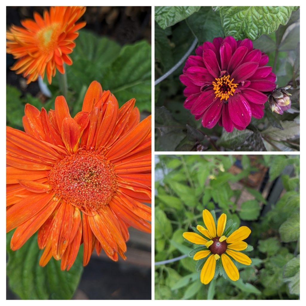 A collage of three flowers. On the left an orange Gerber Daisy. Upper right a purple Dhalia bloom. Lower right is a Black Eyed Susan with a couple of petals still hugging its center.