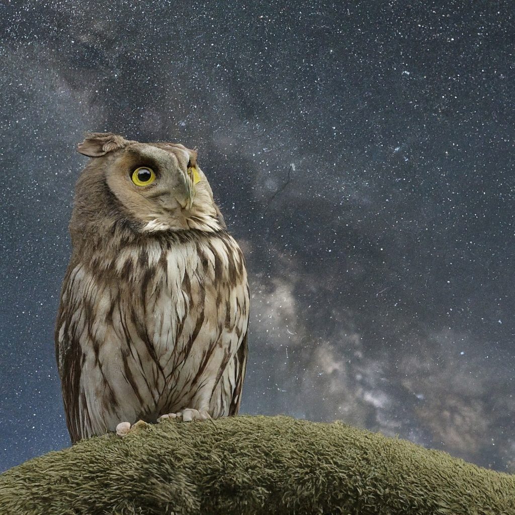 An AI generated (Google ImageFX) photo of a owl staring up toward the night sky in front of a picture of the milky way