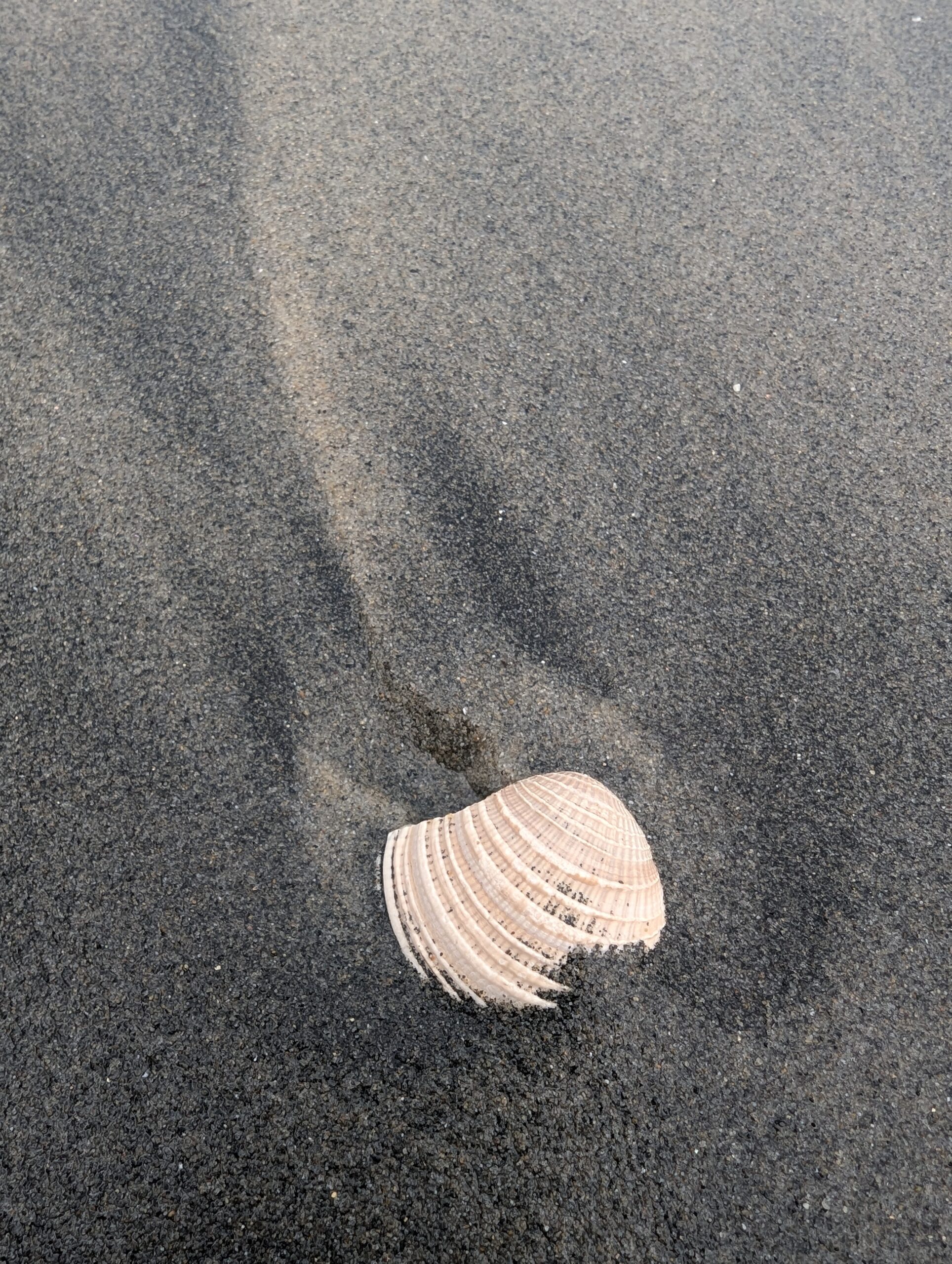 A photo of a scallop shell recently washed up and partially buried under the wet, gray sand.A photo of a scallop shell recently washed up and partially buried under the wet, gray sand.