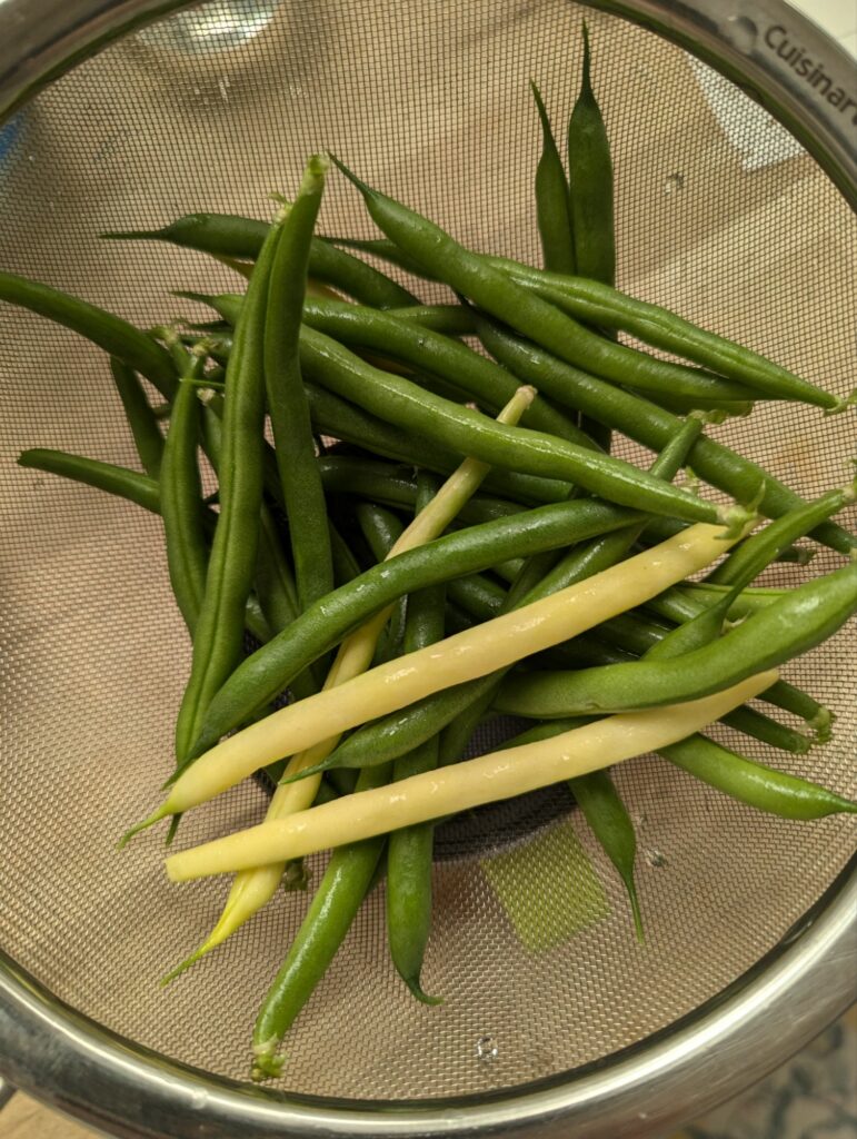 A pile of freshly picked green and wax beans in a colander.