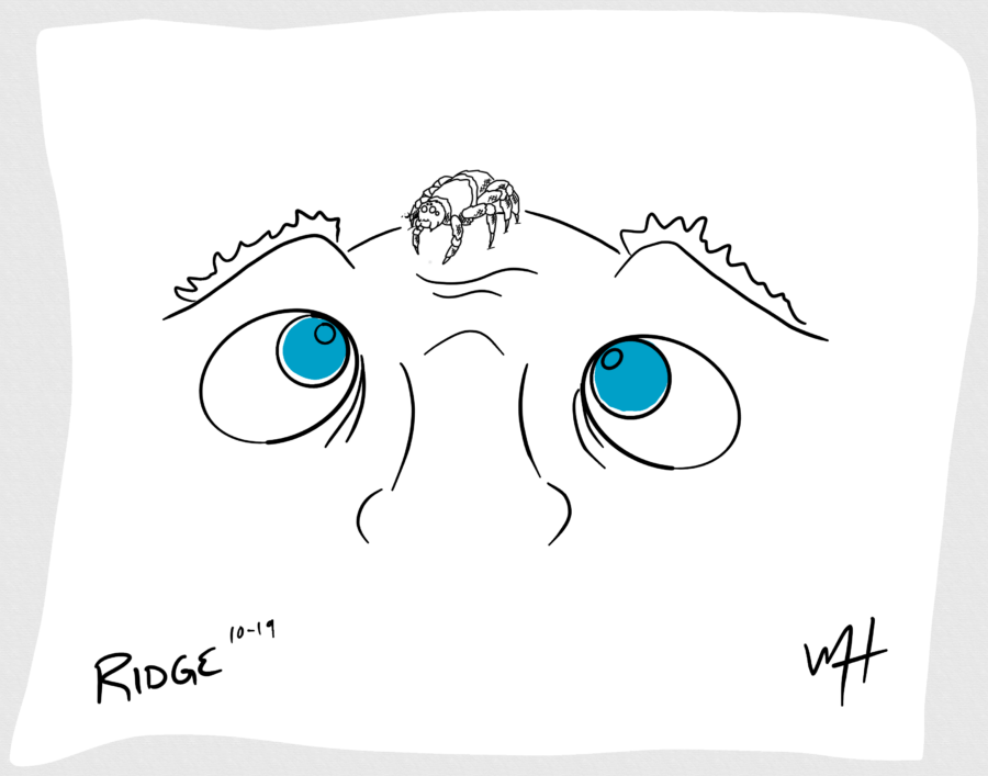 Inktober day 19 prompt: ridge. A line drawing of the top half of a face. Eyes looking up and center at a happy spider sitting on the brow ridge.