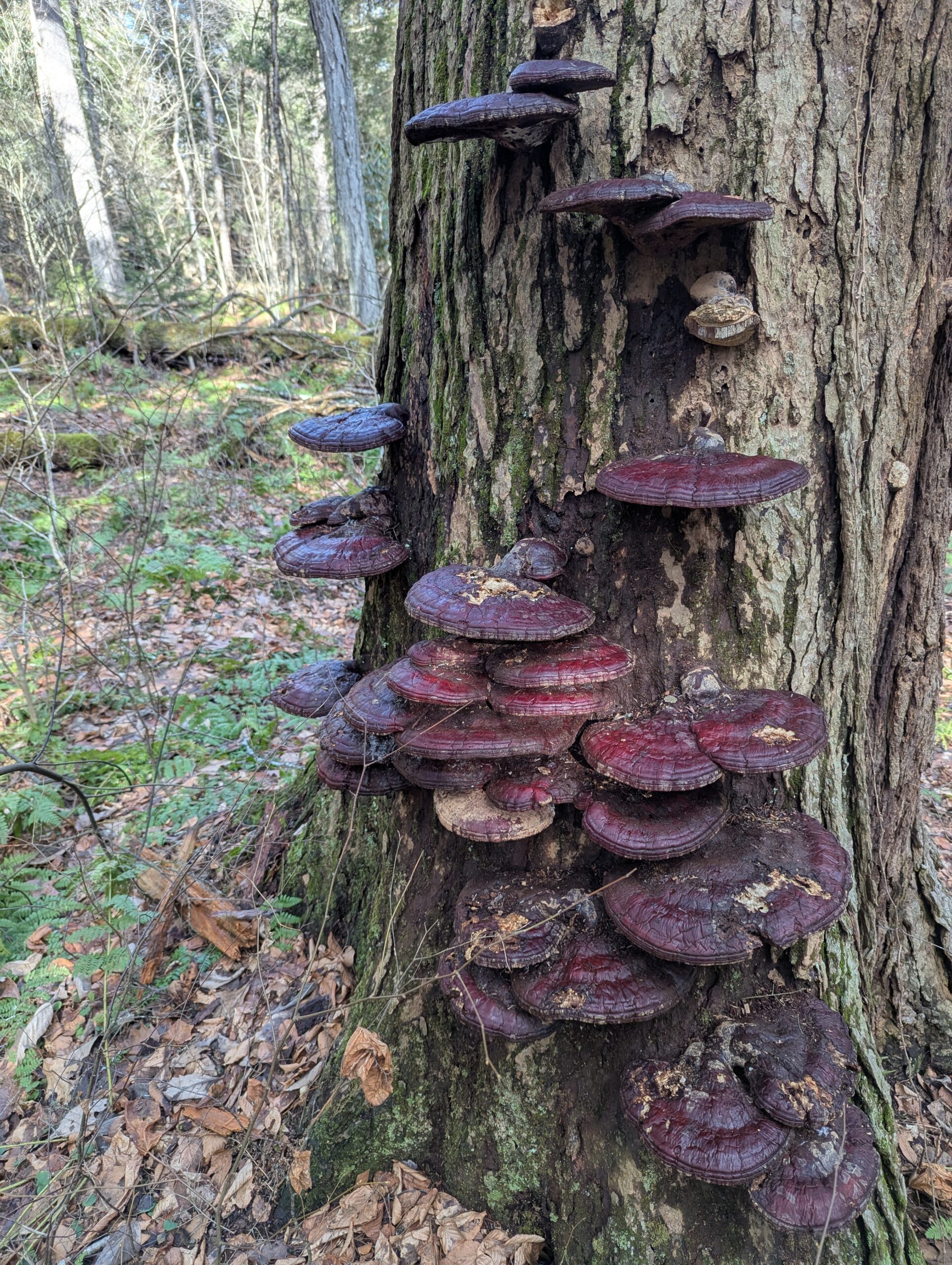 A photo of a shelf fungus on a tree. The fungus is a deep purple color and a bit shiny. 