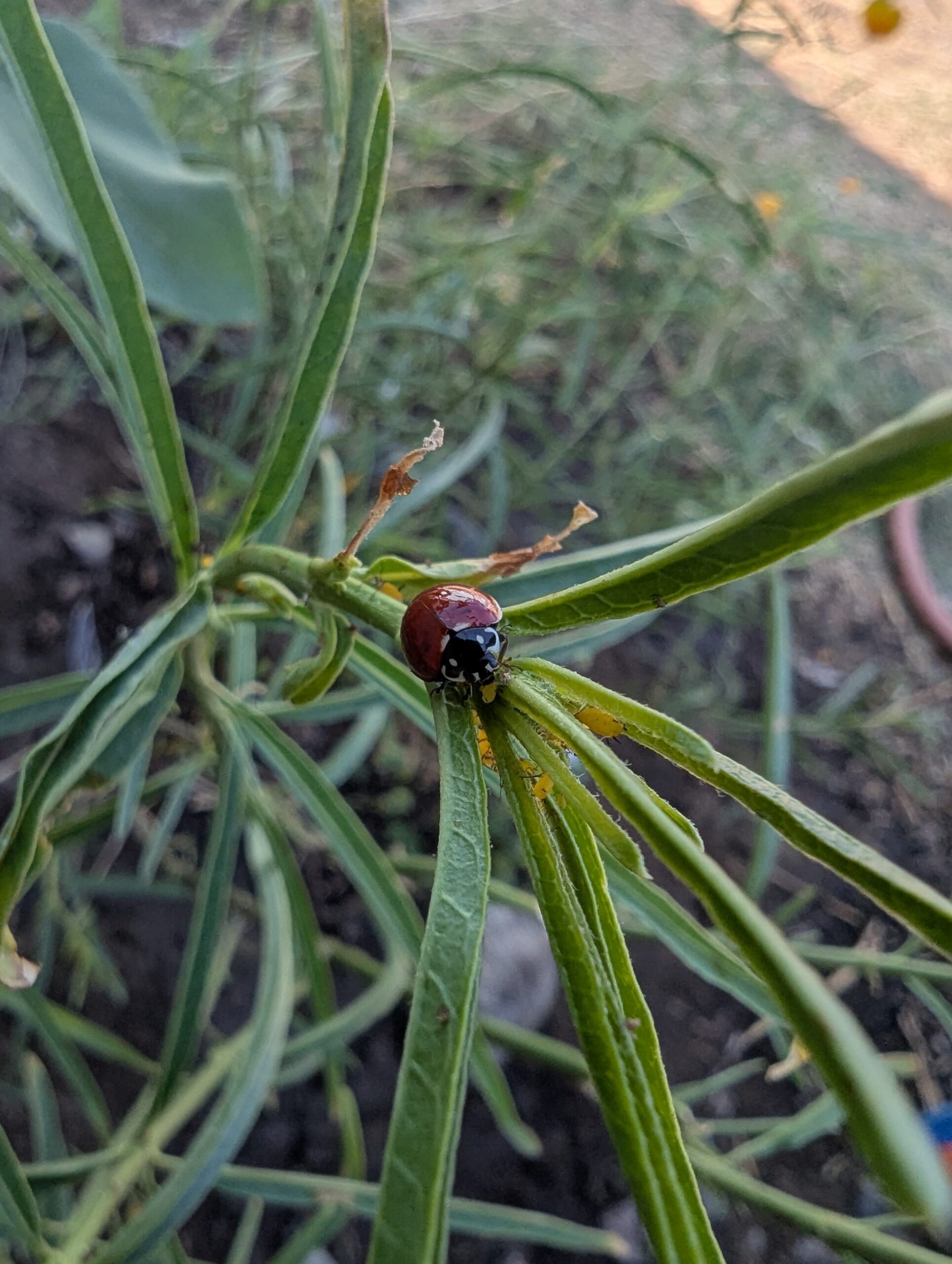 A photo of a ladybug (no spots) on a narrow leaf milkweed plant just after it grabbed an aphid and was holding it in its jaws.