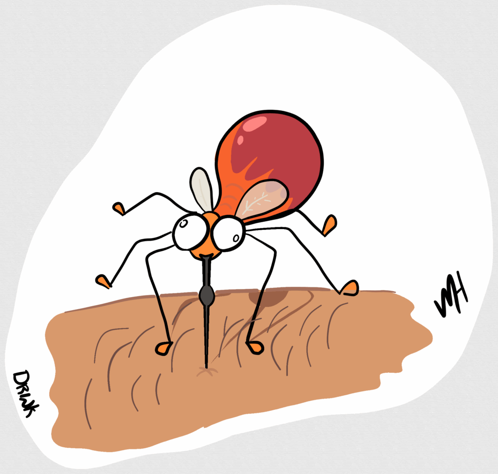 Inktober day 14 prompt: drink. A drawing of a mosquito drinking from some flesh. The mosquito is quite inflated and has possibly had too much.