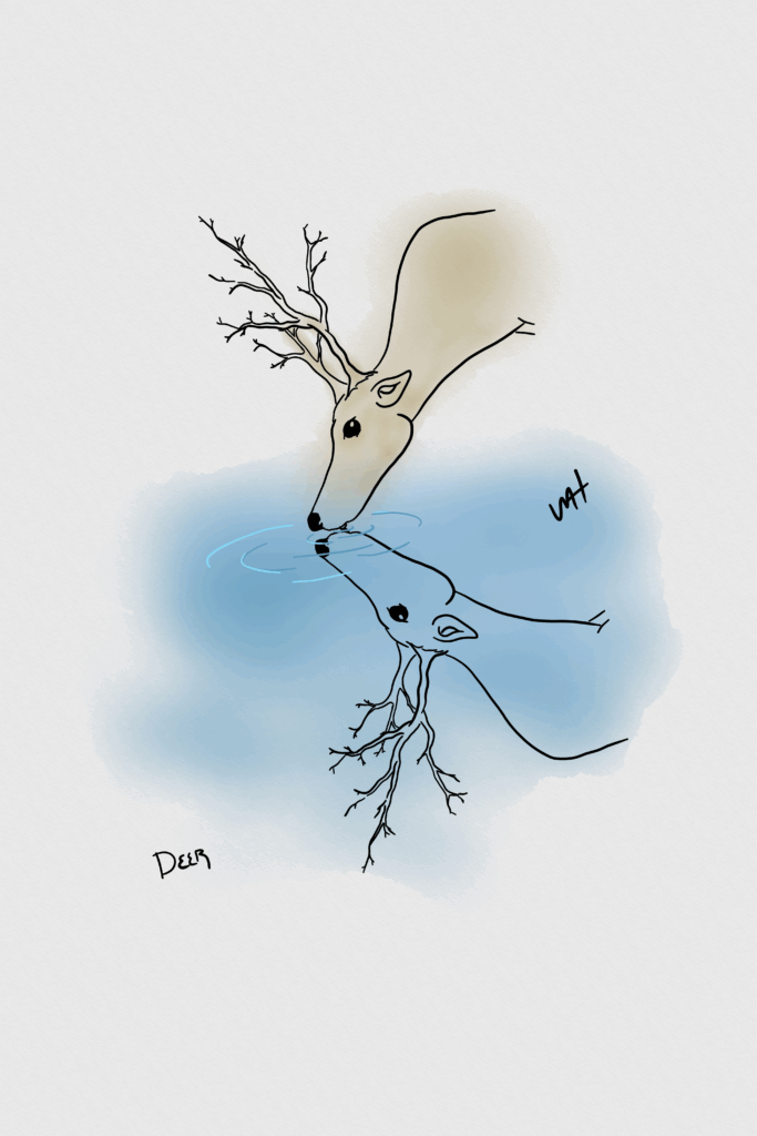 Inktober day 5 prompt: deer A drawing of a deer, it's head tilted down to take a drink from a pond. It's antlers are unusual and appear to be trees. The deer is reflected in the pond.