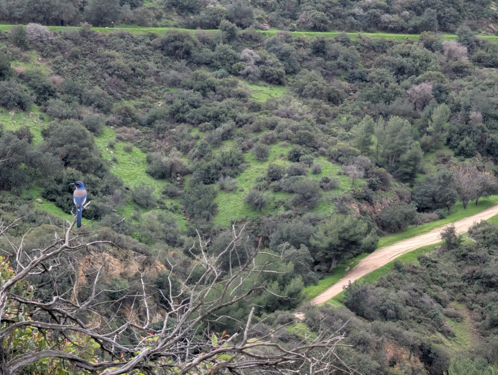A photo of a Scrub Jay who visited while I had lunch