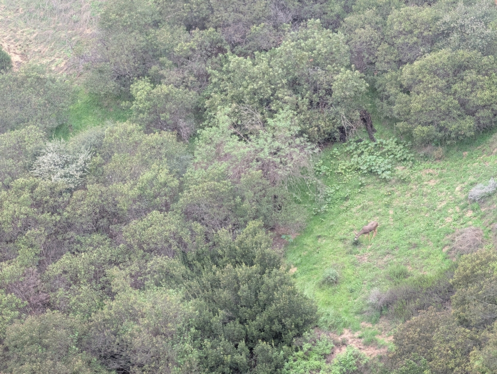 A photo of a green hillside and a lone deer eating some grass